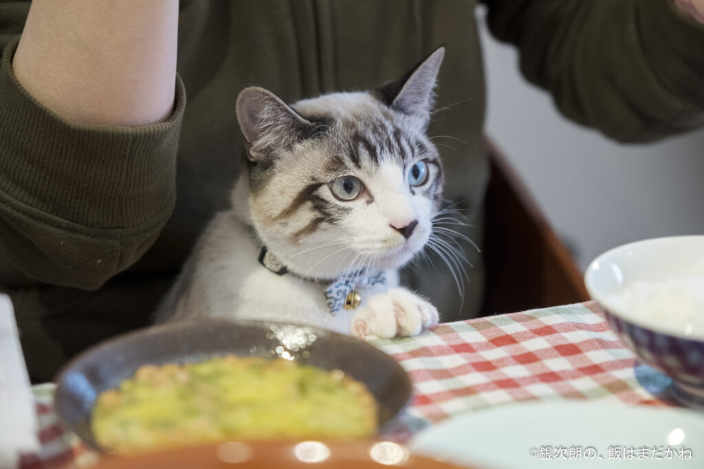 猫が食卓に座っている画像