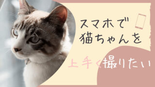 掲載数400以上】和菓子や食べ物の名前を猫に付けたい人は必見！【名前 